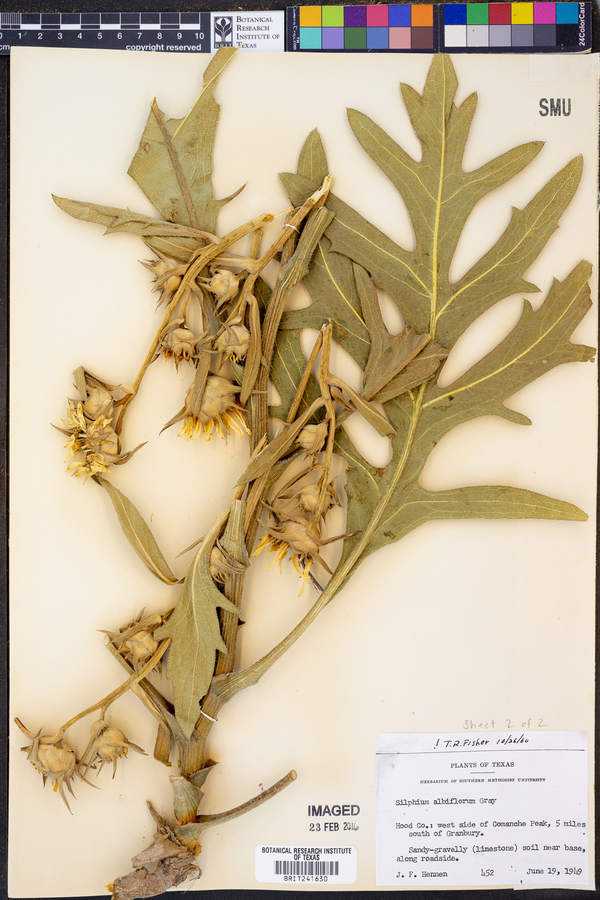 Silphium albiflorum image