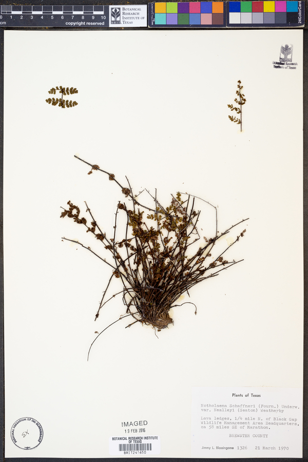 Notholaena schaffneri var. nealleyi image