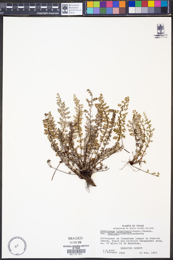 Notholaena schaffneri var. nealleyi image