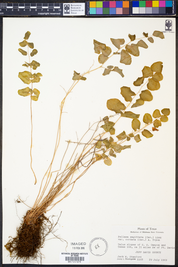 Pellaea cordifolia image