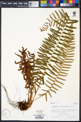 Polystichum acrostichoides image