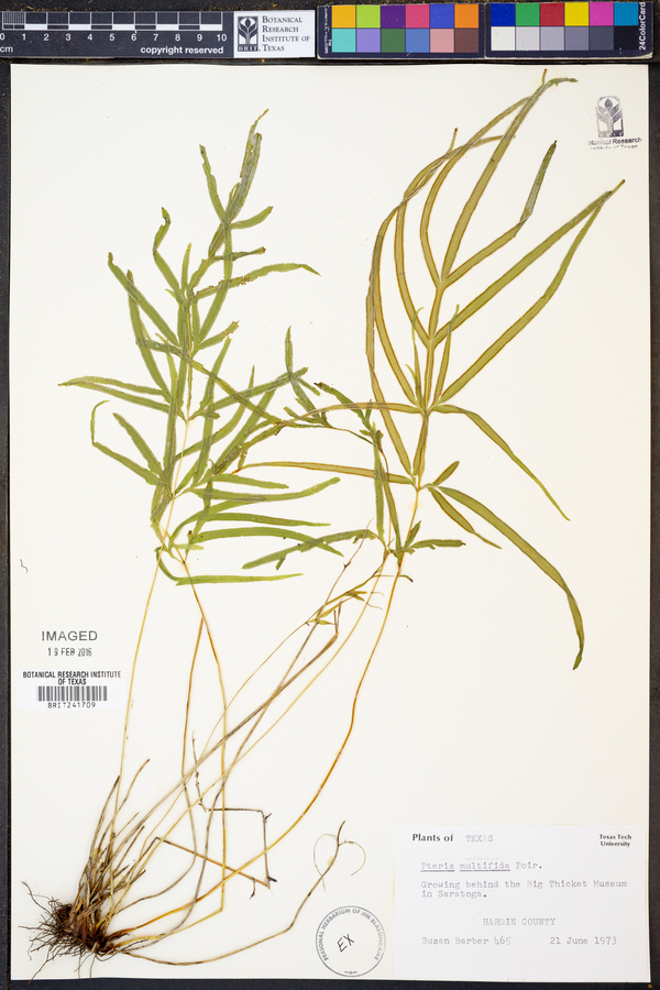 Pteris multifida image