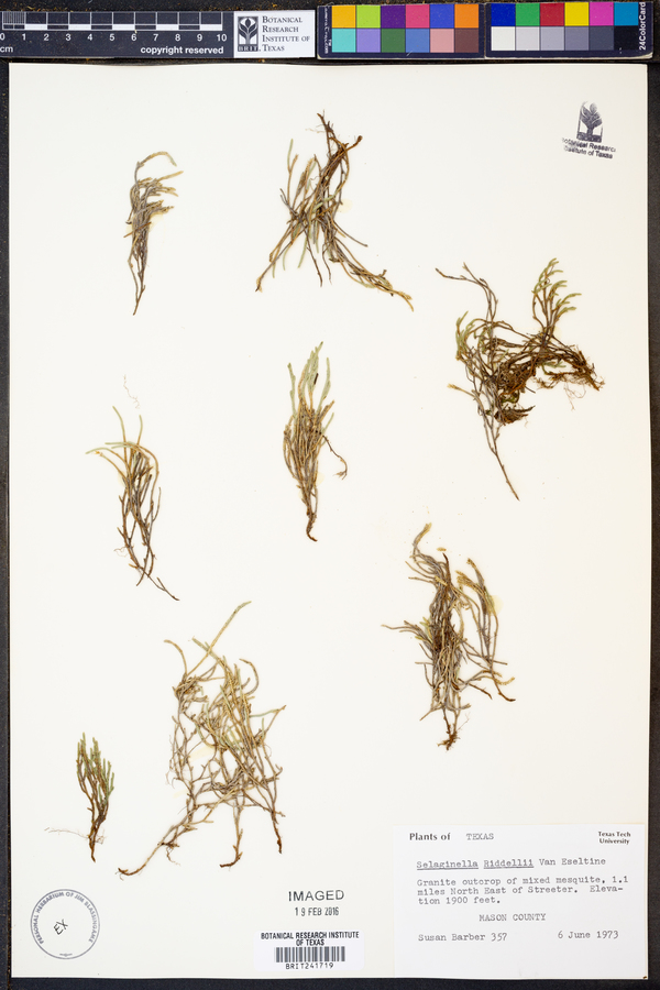 Selaginella riddellii image