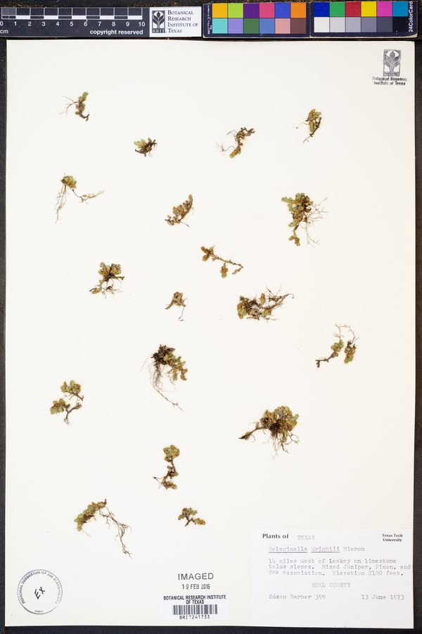 Selaginella wrightii image