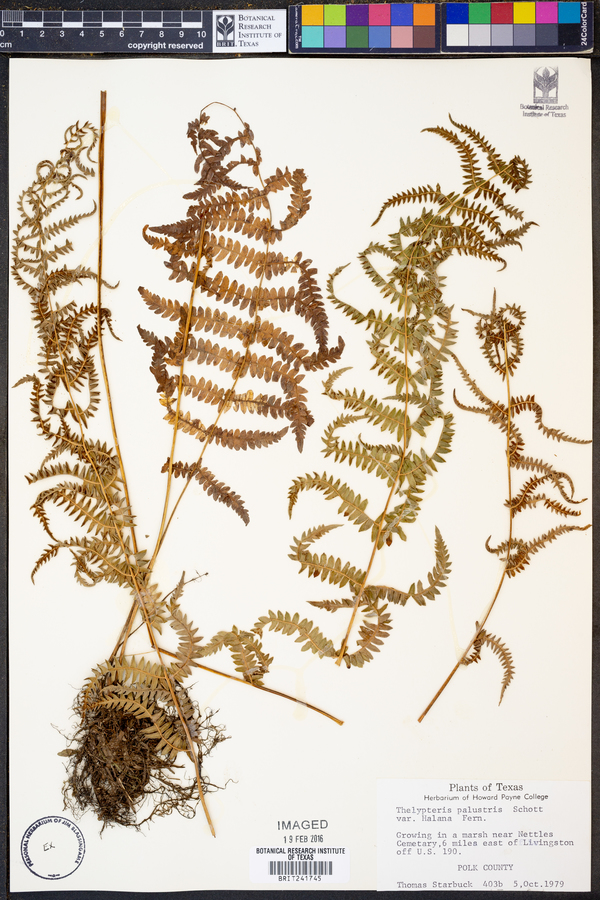 Thelypteris palustris image
