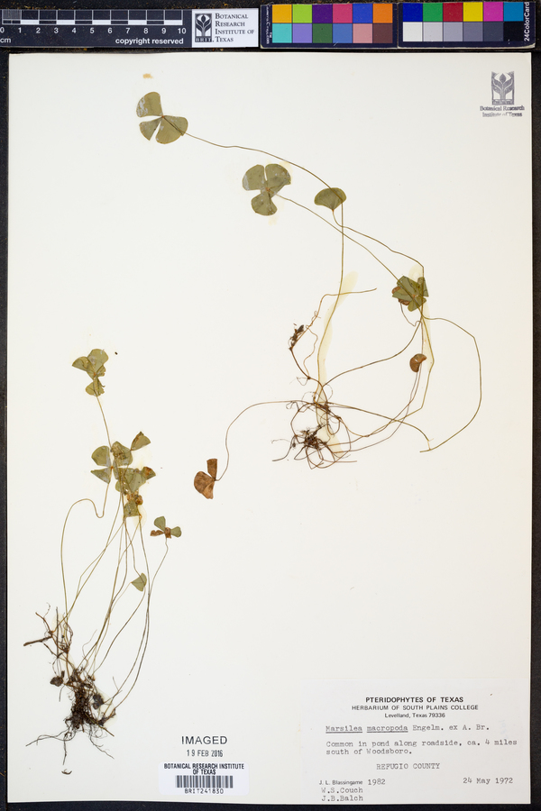 Marsilea macropoda image