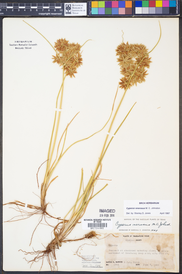Cyperus onerosus image