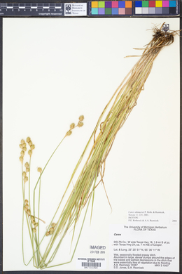 Carex shinnersii image