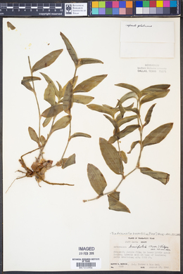 Image of Tradescantia brevifolia