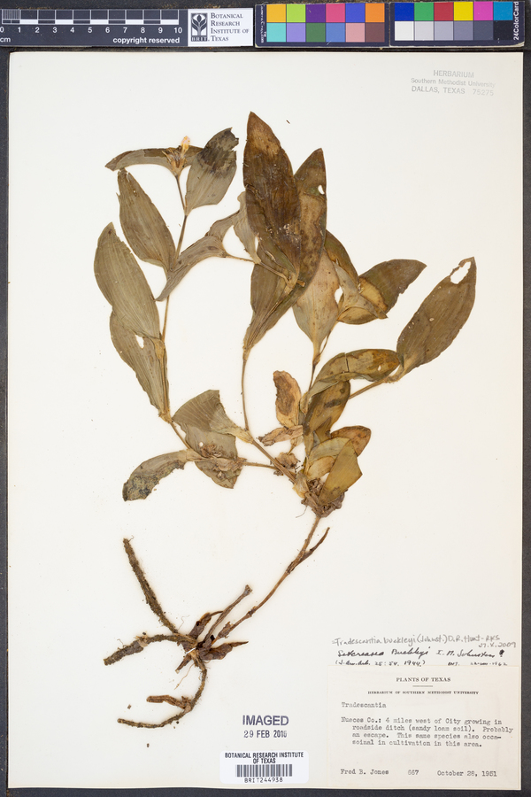 Tradescantia buckleyi image