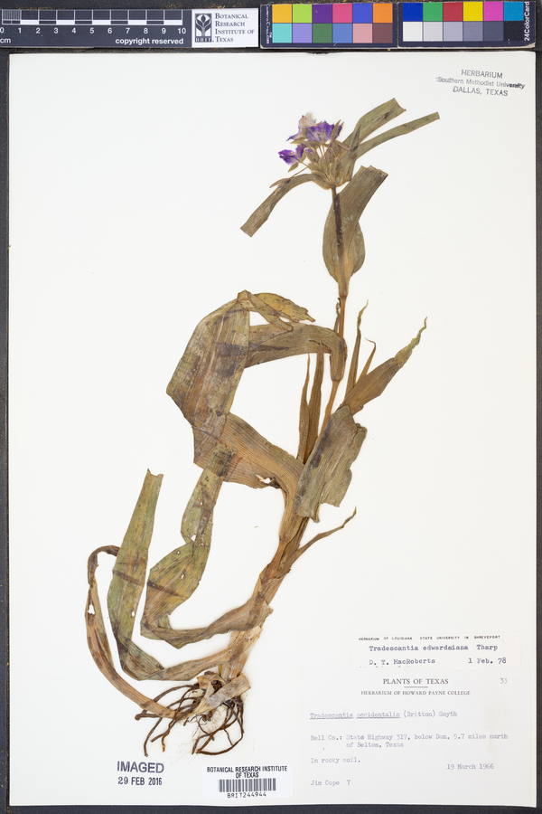 Tradescantia edwardsiana image