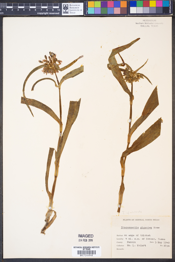 Tradescantia edwardsiana image