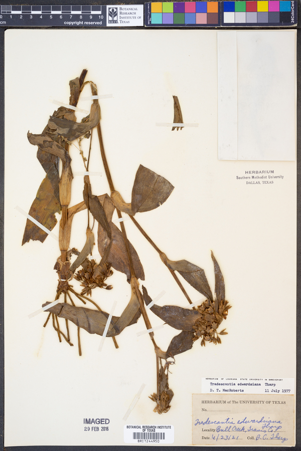 Tradescantia edwardsiana image