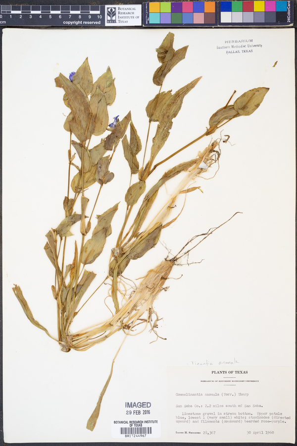Tinantia anomala image