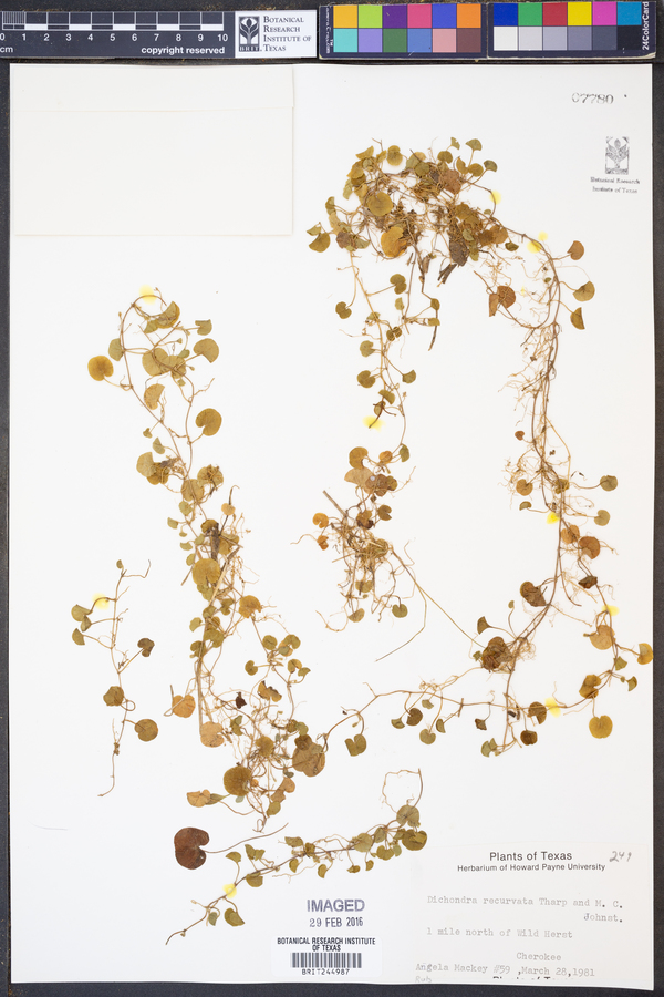 Dichondra recurvata image