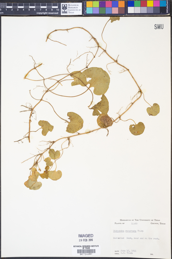 Dichondra recurvata image