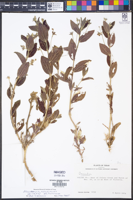 Argythamnia mercurialina var. pilosissima image