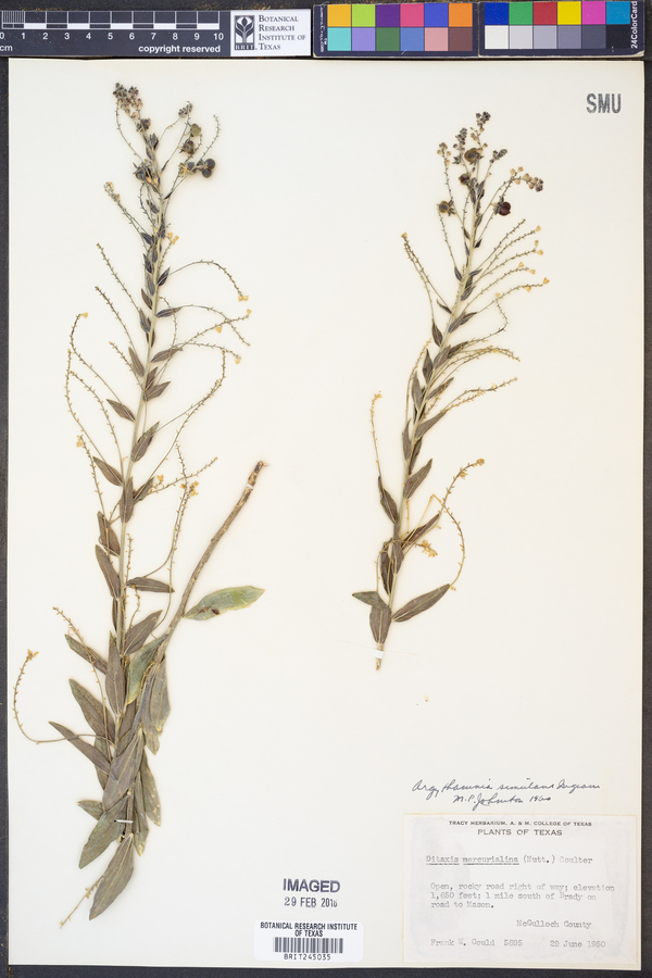 Argythamnia simulans image