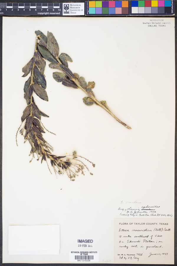 Argythamnia simulans image
