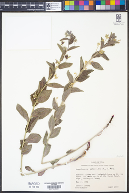 Argythamnia aphoroides image