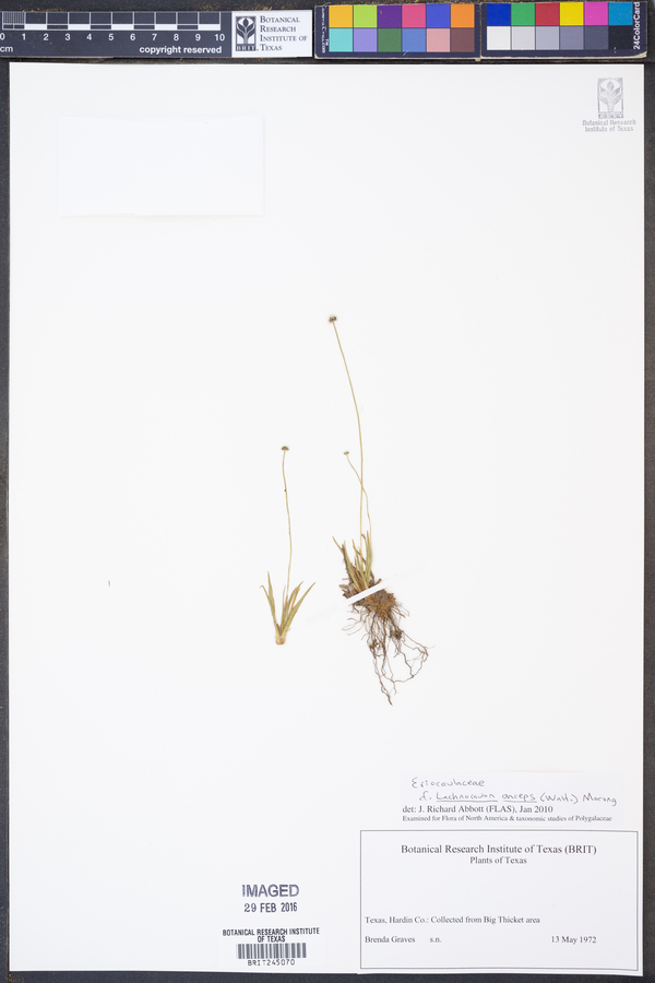 Lachnocaulon anceps image