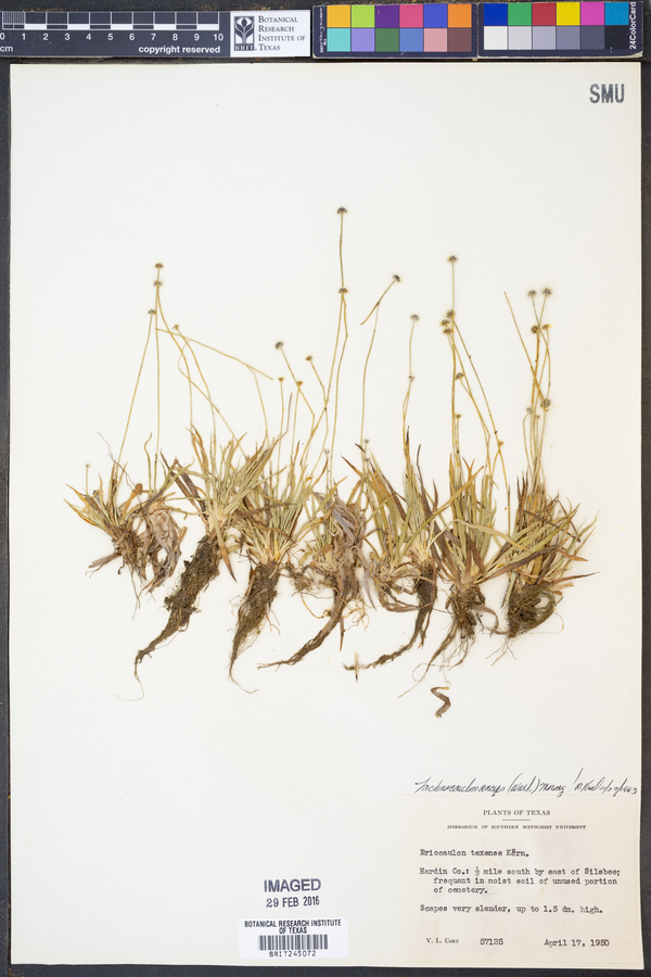 Lachnocaulon anceps image