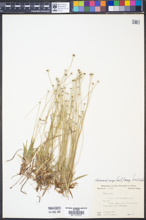 Lachnocaulon anceps image