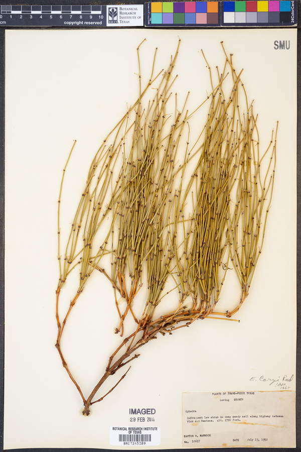 Ephedra coryi image