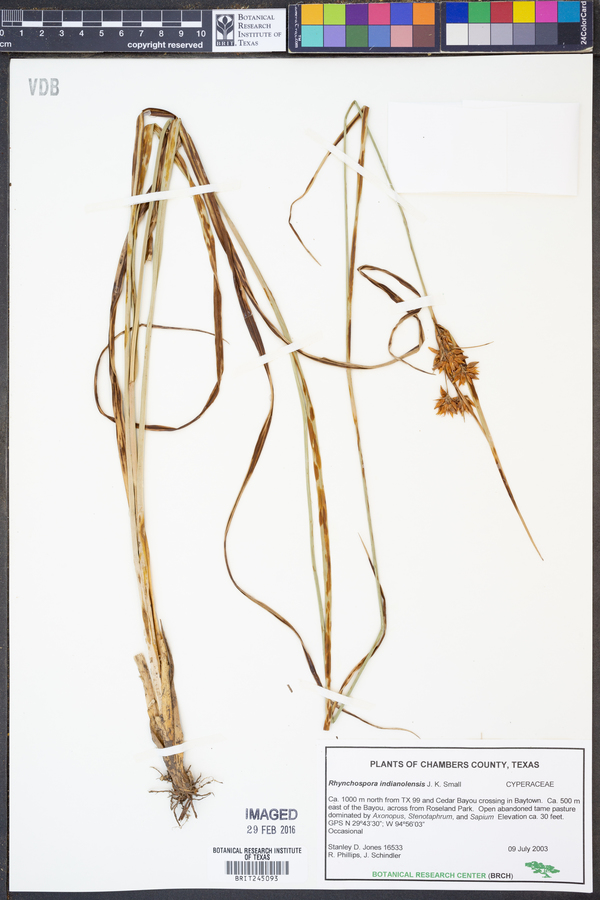 Rhynchospora indianolensis image