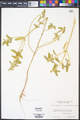 Croton glandulosus var. pubentissimus image