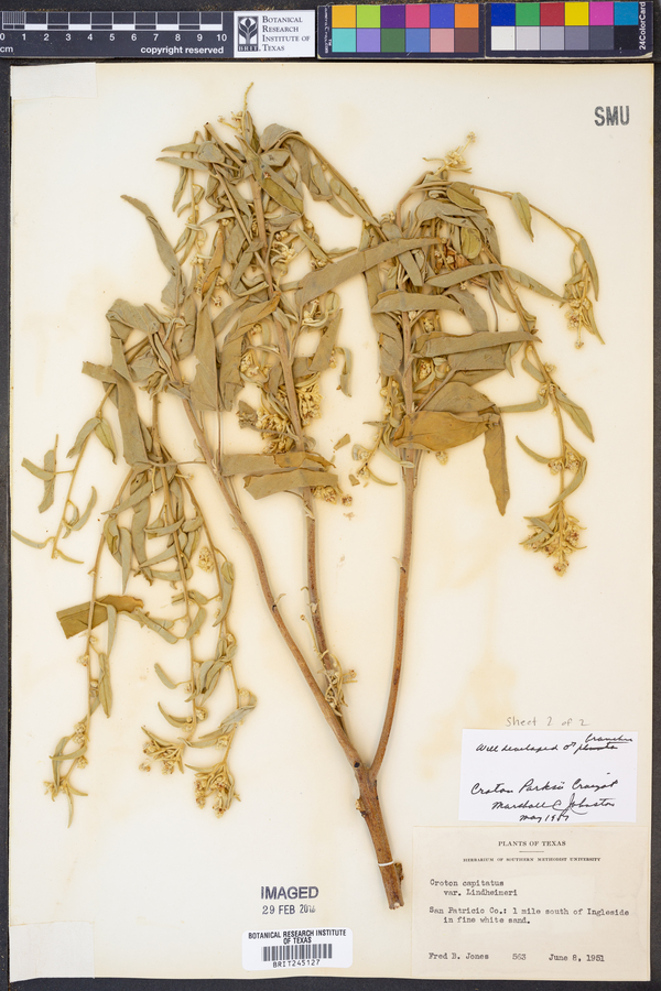 Croton parksii image