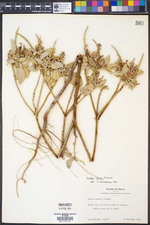 Croton coryi image
