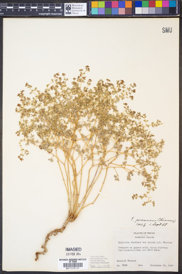 Euphorbia perennans image