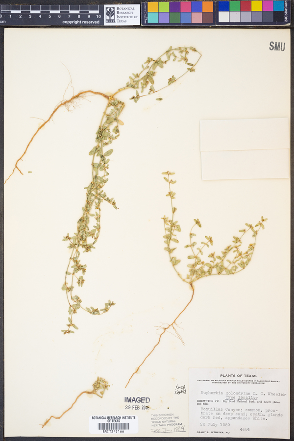 Euphorbia golondrina image