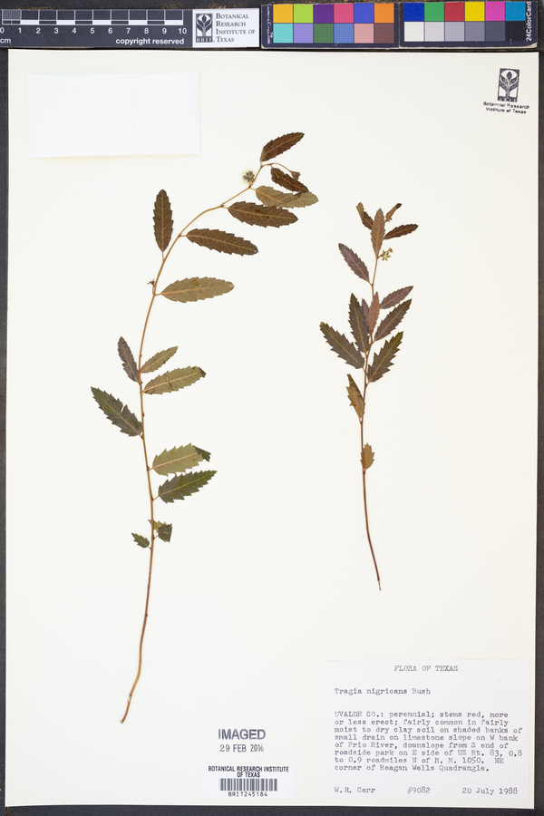 Tragia nigricans image