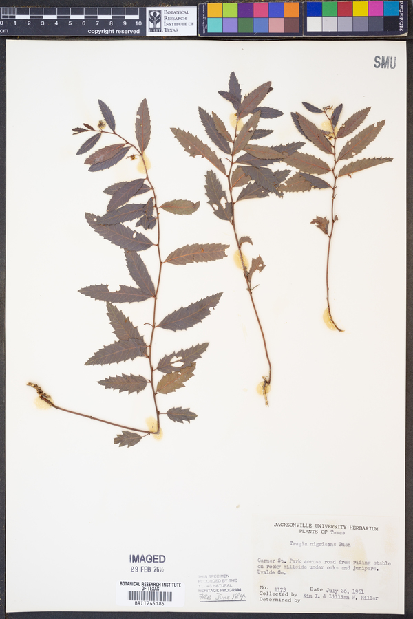 Tragia nigricans image
