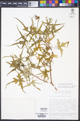 Image of Manihot subspicata