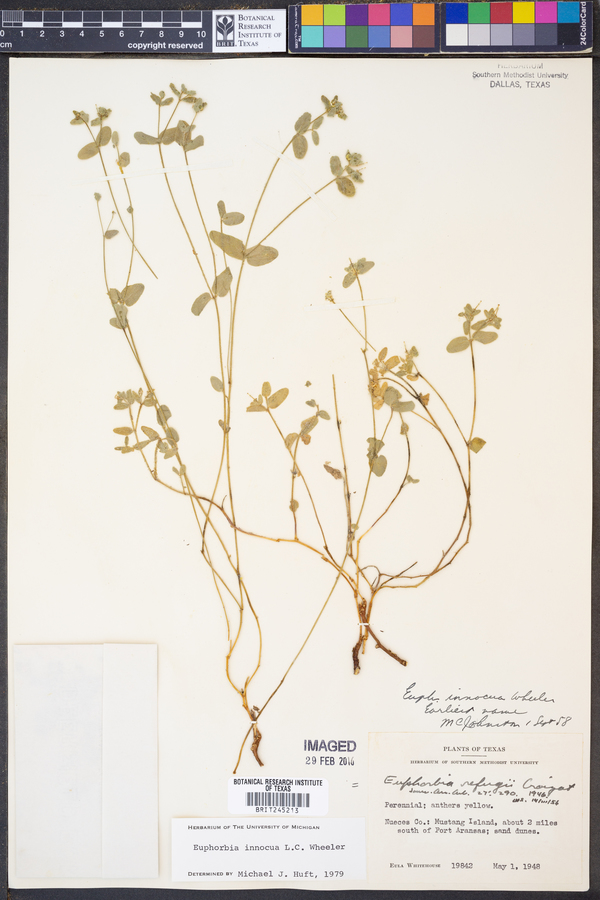 Euphorbia innocua image