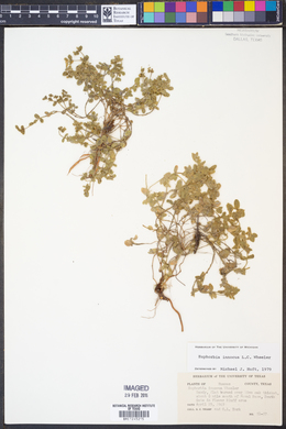 Euphorbia innocua image