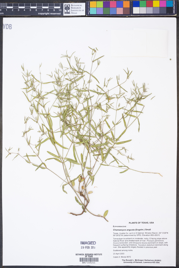 Chamaesyce angusta image