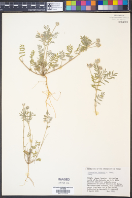 Astragalus wrightii image