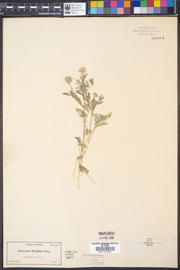 Astragalus wrightii image