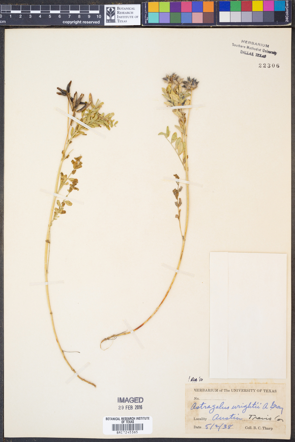 Astragalus wrightii image