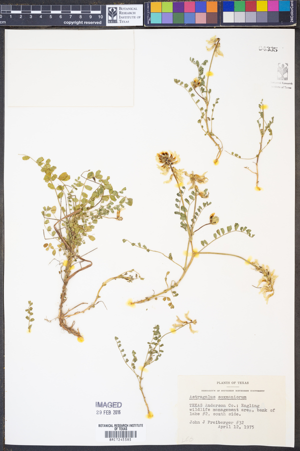 Astragalus soxmaniorum image