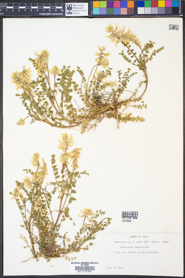 Astragalus soxmaniorum image