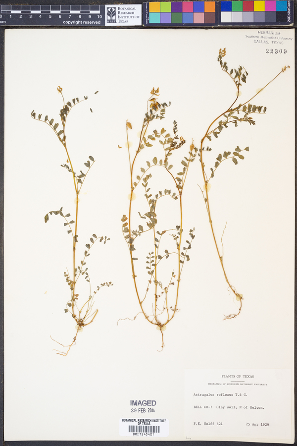 Astragalus reflexus image