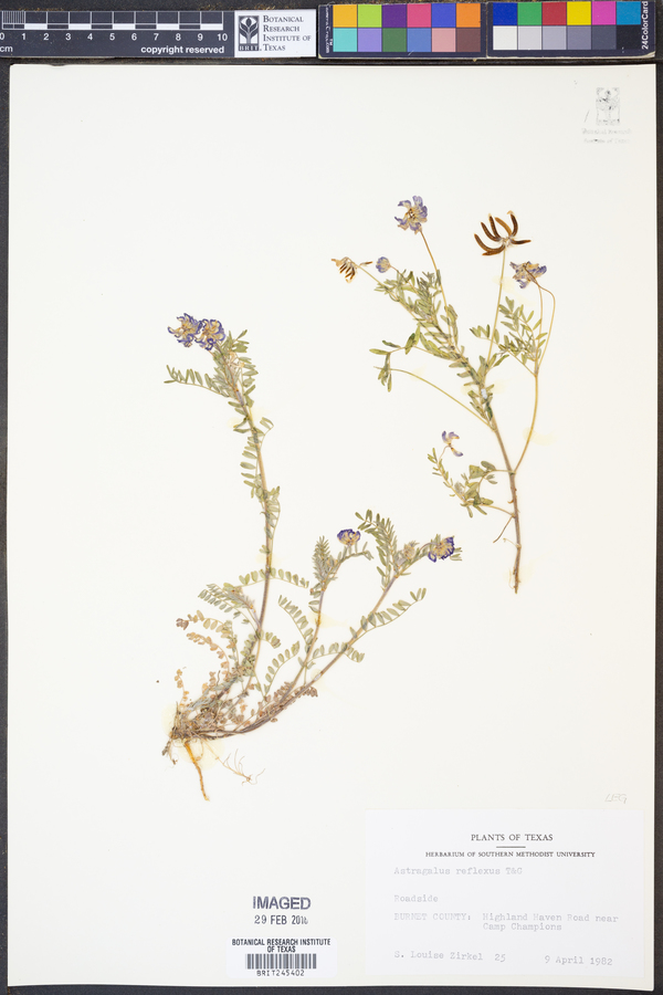 Astragalus reflexus image