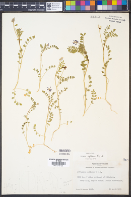 Astragalus reflexus image
