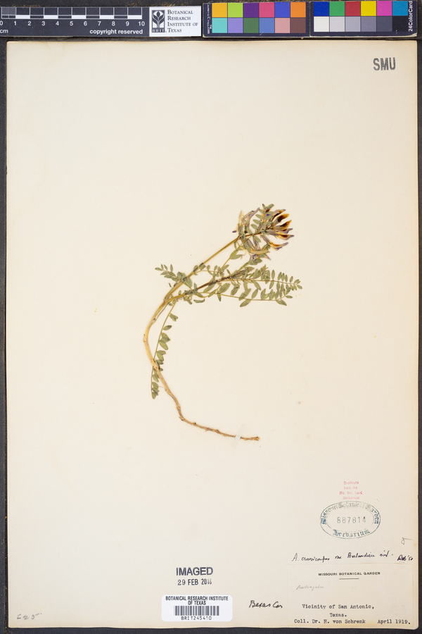 Astragalus crassicarpus var. berlandieri image