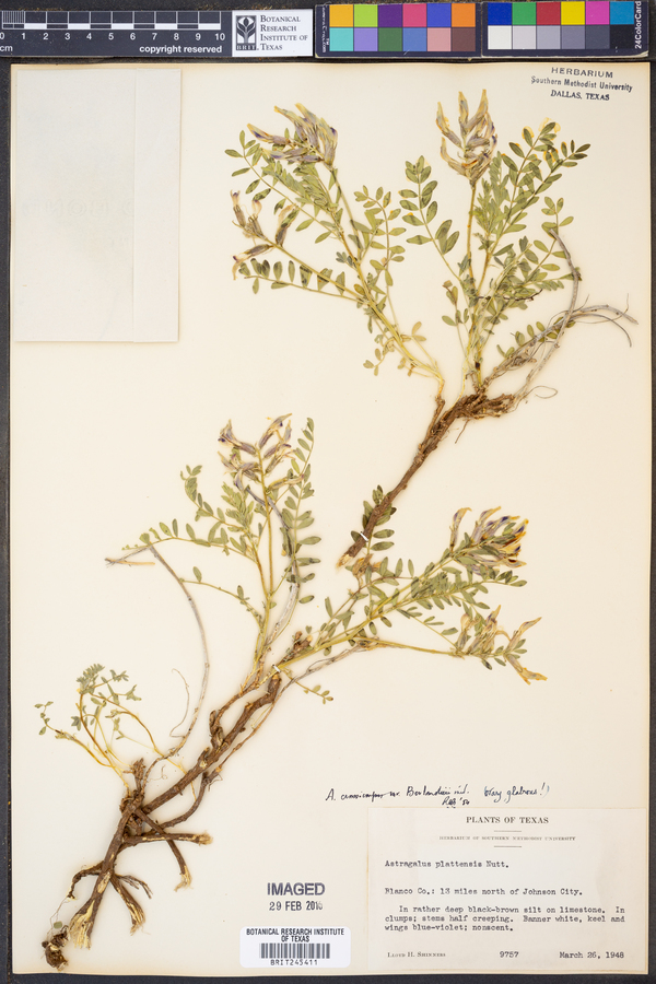 Astragalus crassicarpus var. berlandieri image